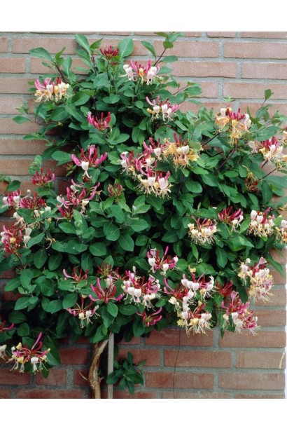 Жимолость витка Белгіка Селект